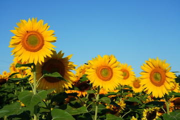 Beautiful Field of Sunflowers on a Summer Morning 