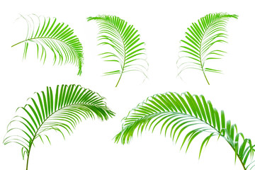 Fototapeta na wymiar Green leaves palm isolated on white background
