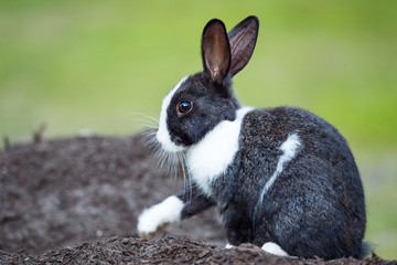 cute black rabbit with white nose, chest and paw hair sitting on a pile of dirt staring at its arm