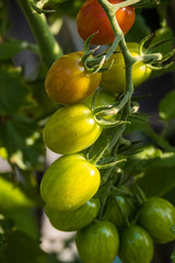 dense green and red cherry tomatoes grown on the vein under the sun in the garden