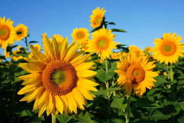 Obraz premium Beautiful Field of Sunflowers on a Summer Morning 