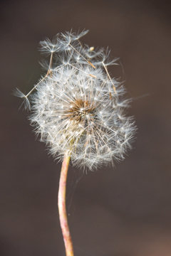 close up of a white dandelion flower blooming under the sun with blurry background