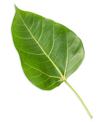Obraz premium Green bothi leaf, bo leaf isolated on white background.
