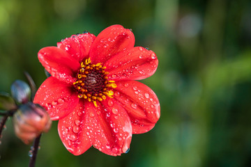 close up of a beautiful red flower with petals filled with water drops blooming under the shade with dark green background