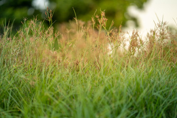close up grass flowers on blur grass field at sunset.