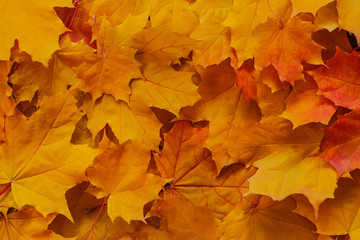 orange maple leaves in the Park in autumn