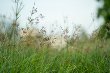 close up grass flowers on blur grass field at sunset.