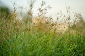 close up grass flowers on blur grass field at sunset.