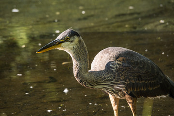 one great blue heron fishing inside pond on a sunny morning 