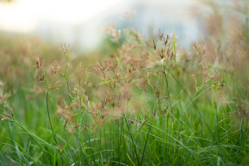 close up grass flowers on blur grass field at sunset.