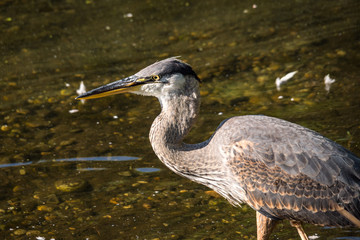 close up of one great blue heron fishing in the pond on a sunny day with a piece of feather stuck on its beak