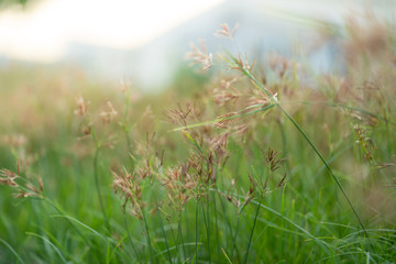 close up grass flowers on blur grass field at sunset.