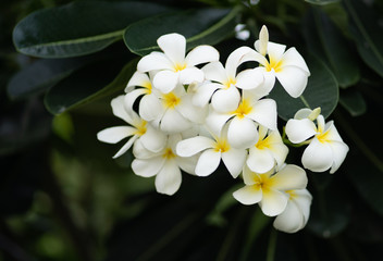 White Plumeria, Frangipani Tropical Flowers from deciduous tree.