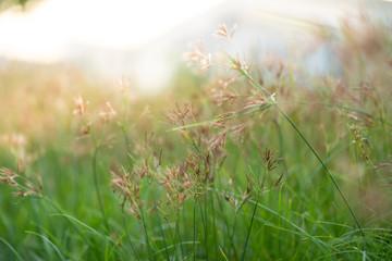 close up grass flowers on blur grass field at sunset.