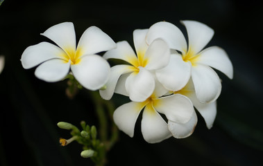 White Plumeria, Frangipani Tropical Flowers from deciduous tree.