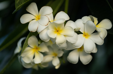 White Plumeria, Frangipani Tropical Flowers from deciduous tree.