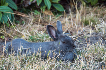 cute grey rabbit laying on messy dry grass field under the shade
