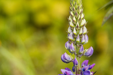 close up of one purple lupin flower blooming under the sun with blurry green background