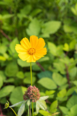 single yellow flower blooming on the roadside with blurry green leaves background