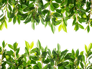 Banyan Tree Green leaves isolated on white background 