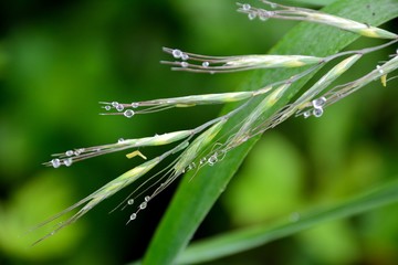 夏の草の上に朝露