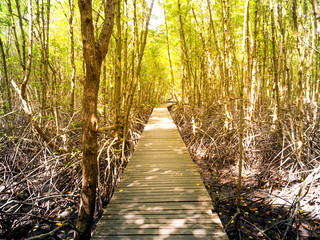 Nature trails in mangroves in the morning rays of the sunrise.