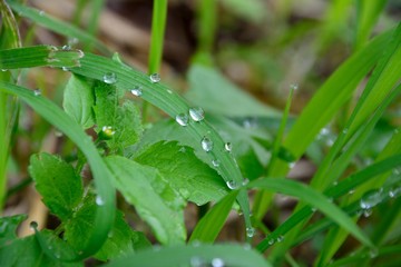 夏の草の上に朝露