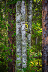 Birch Trees