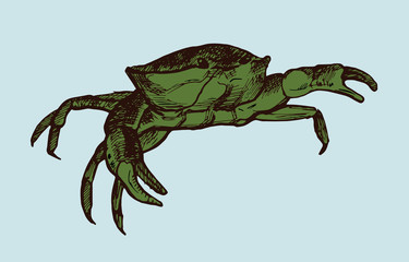 Crab. Realistic line drawing