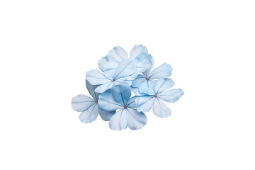 Beautiful blue cape leadwort or white plumbago isolated on white background, Is a Thai herb and contains prevent cancer substances and nourishes the heart.