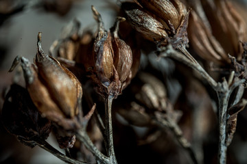 macro dried seed 