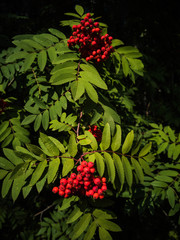 Fresh ripe rowan berries on a branch with leaves. The concept of ripening berries, harvest, healthy wild berries, the onset of autumn. Contrast light.