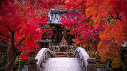京都府 永観堂 紅葉