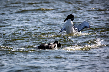 Loon Mating Dance