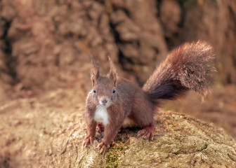 Beauty red squirrel autumnal natural park