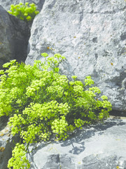 green plant on rock