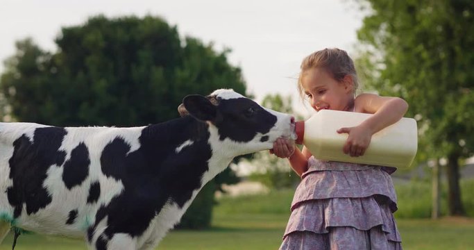 Authentic shot of little girl is feeding from the bottle with dummy an ecologically grown newborn calf used for biological milk products industry on a green lawn of a countryside farm with a sunshine.