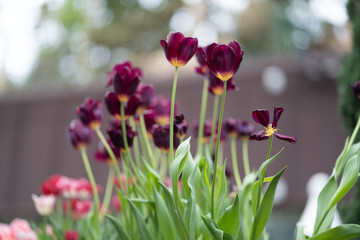 Beautiful Tulip flower closeup background.