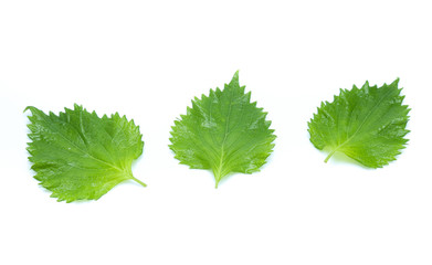 sesame leaves or perilla leaf isolated on white background