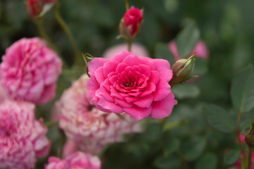 Blooming rose texture in garden