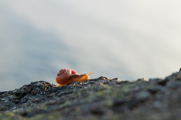 Fototapeta na wymiar White-lipped snail, Cepaea hortensis crawling up a big rock in front of the ocean during a warm summer sunrise on the island of Ven in southern Sweden. 