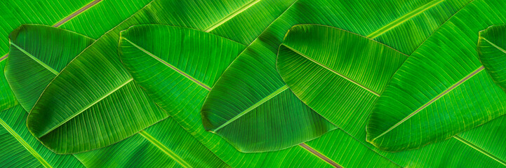 Fresh green banana leaves texture abstract background