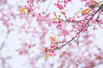 Obraz premium Beautiful cherry blossom or sakura in spring time over sky