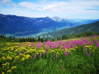 Blumenwiese in den Alpen