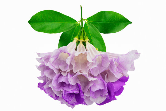 Pink purple flower mansoa alliacea or garlic vine with leaves isolated on white background with clipping path