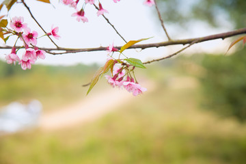 Beautiful cherry blossom or sakura in spring time over  sky