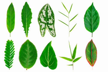 Collection of fresh tropical green leaves texture isolated on white background