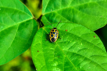A wild plant stink bug