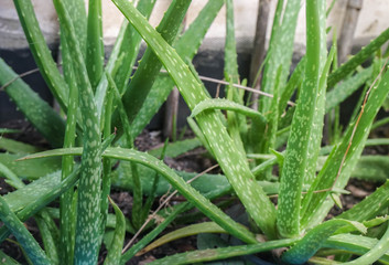 close up aloe vera grow in home garden