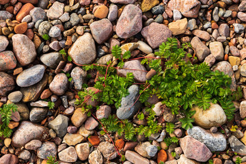 Close up of a stone beach in the island of Ven in southern Sweden during a summer sunset. With greens growing among the stone. 